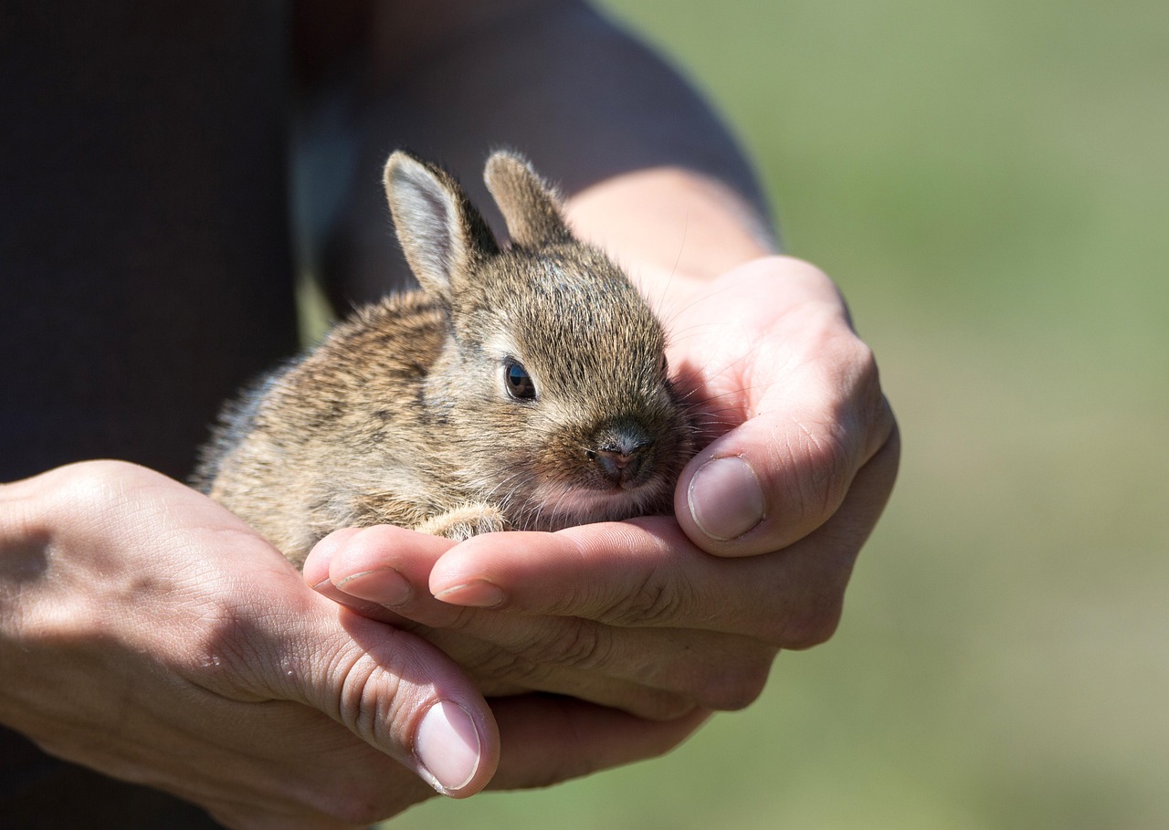 rabbit, hare, pup, rescue, nature, small, animal, mammal, pet, young, charming, nice, lost, brown, cute, hands, help, rabbit, rabbit, rabbit, rabbit, rabbit